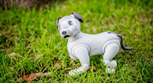aibo 新品未開封 3年ベーシックプラン 転売】ヤフオクで出品されている新型aibo達、ベーシックプラン・ケア