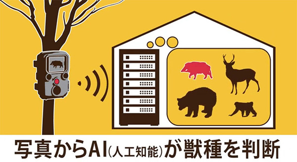 熊など野生動物をAIカメラがみつけて音や光で威嚇 関係者に通知「AI