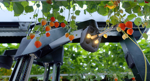 Oishii Farmがイチゴの自動収穫・自律型ロボットの開発推進へ スマート