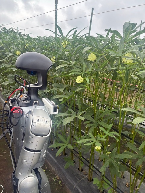 畝に沿って移動しながらオクラを探す。畝の幅も実の高さも、人が作業している状態のまま変えていない