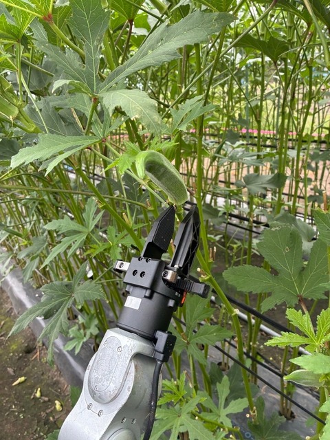 ハンド先端でオクラの茎を挟むところまで到達した。刃を作り込んで切り離すまでは期間内に届かなかった