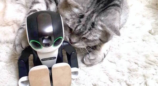 <p>シェア 0 ツイート 0 はてブ 0</p>