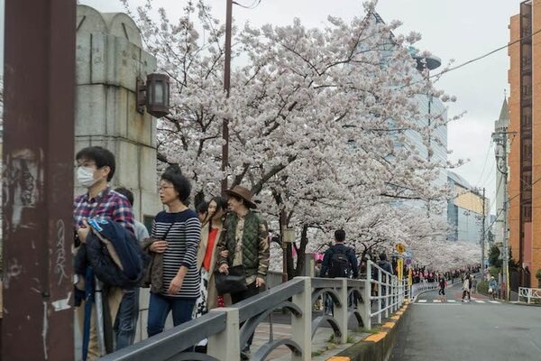【フォトレポート】RoBoHoNと一緒にお花見に行ってきました
