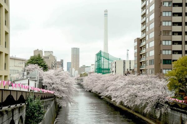 【フォトレポート】RoBoHoNと一緒にお花見に行ってきました