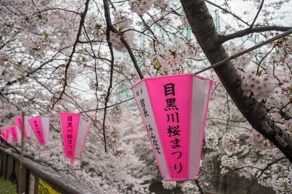 【フォトレポート】RoBoHoNと一緒にお花見に行ってきました