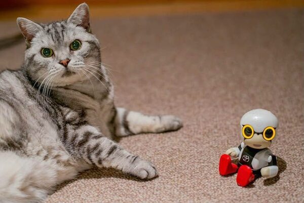【レビュー】トヨタのロボット「KIROBO mini(キロボミニ)」とネコを遊ばせてみた！