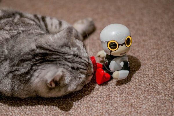 【レビュー】トヨタのロボット「KIROBO mini(キロボミニ)」とネコを遊ばせてみた！