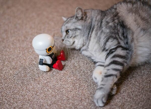 【レビュー】トヨタのロボット「KIROBO mini(キロボミニ)」とネコを遊ばせてみた！