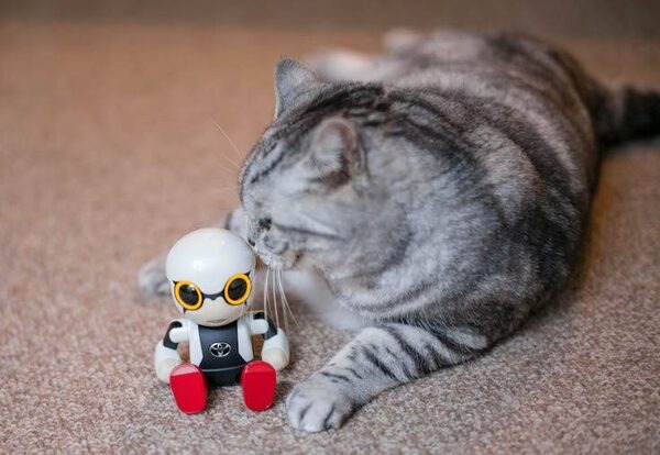 【レビュー】トヨタのロボット「KIROBO mini(キロボミニ)」とネコを遊ばせてみた！