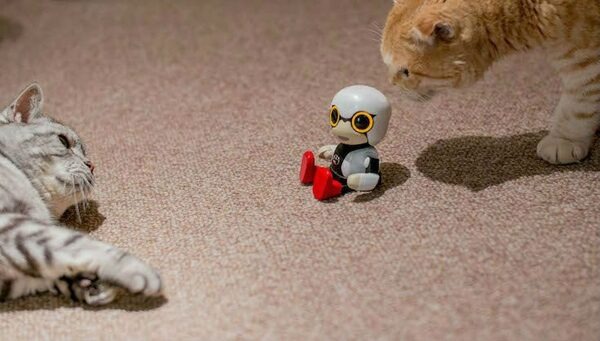 【レビュー】トヨタのロボット「KIROBO mini(キロボミニ)」とネコを遊ばせてみた！