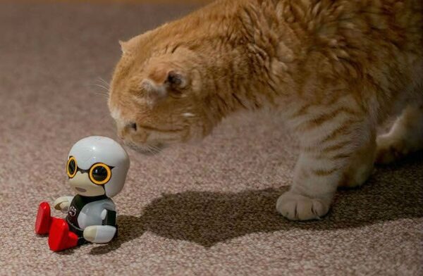 【レビュー】トヨタのロボット「KIROBO mini(キロボミニ)」とネコを遊ばせてみた！