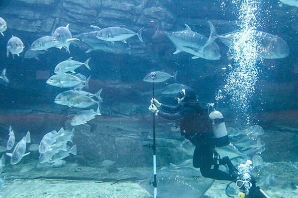須磨水族園で体験型VRコンテンツや全天球映像のイベントを開催！ソフトバンクが企画と技術提供
