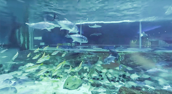 須磨水族園の体験型VR / 全天球360映像 / フィッシュロボットの事前体験会レポート！360水中体験映像は全編YouTubeで公開