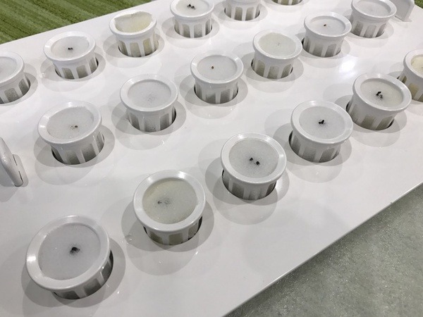 IoTでスマート菜園！ 「foop」で野菜育ててみた vol.1