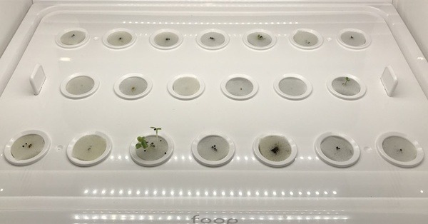 IoTでスマート菜園！ 「foop」で野菜育ててみた vol.2