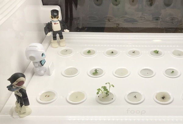 IoTでスマート菜園！ 「foop」で野菜育ててみた vol.2