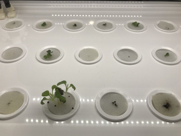 IoTでスマート菜園！ 「foop」で野菜育ててみた vol.2