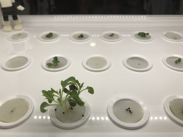 IoTでスマート菜園！ 「foop」で野菜育ててみた vol.2