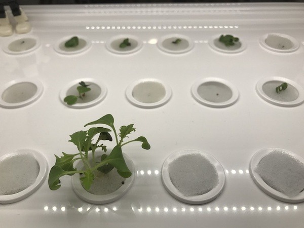 IoTでスマート菜園！ 「foop」で野菜育ててみた vol.2