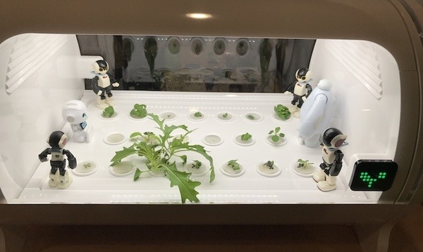 IoTでスマート菜園！ 「foop」で野菜育ててみた vol.2