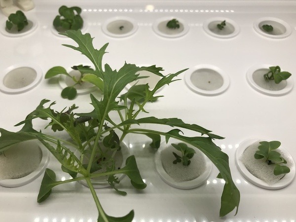 IoTでスマート菜園！ 「foop」で野菜育ててみた vol.2