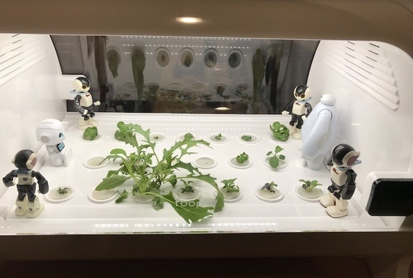 IoTでスマート菜園！ 「foop」で野菜育ててみた vol.2