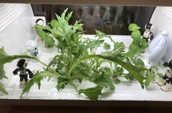 IoTでスマート菜園！ 「foop」で野菜育ててみた vol.2