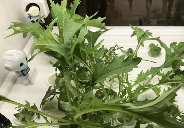 IoTでスマート菜園！ 「foop」で野菜育ててみた vol.2