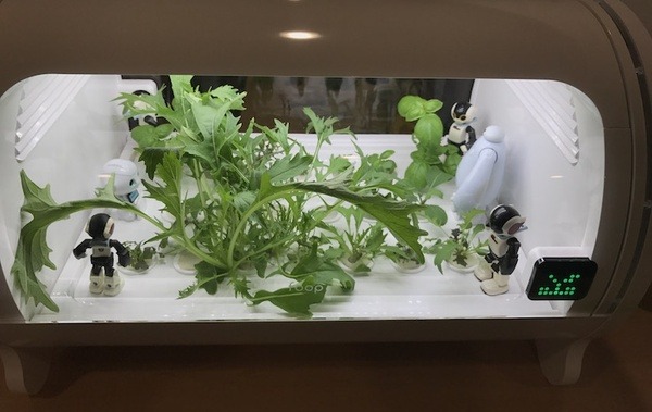 IoTでスマート菜園！ 「foop」で野菜育ててみた vol.2