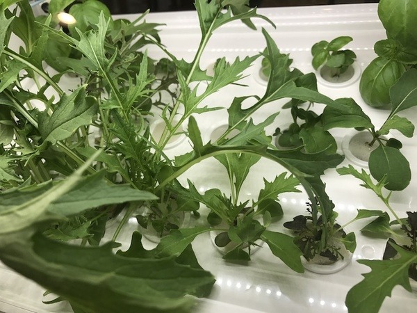 IoTでスマート菜園！ 「foop」で野菜育ててみた vol.2