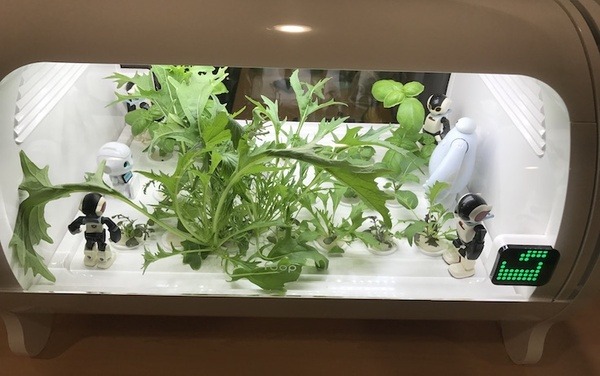 IoTでスマート菜園！ 「foop」で野菜育ててみた vol.2