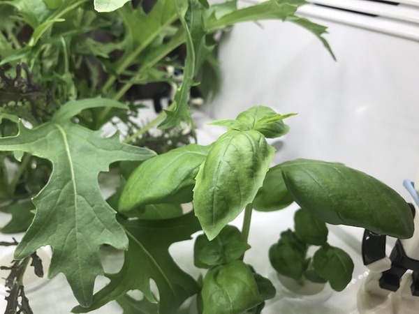 IoTでスマート菜園！ 「foop」で野菜育ててみた vol.2