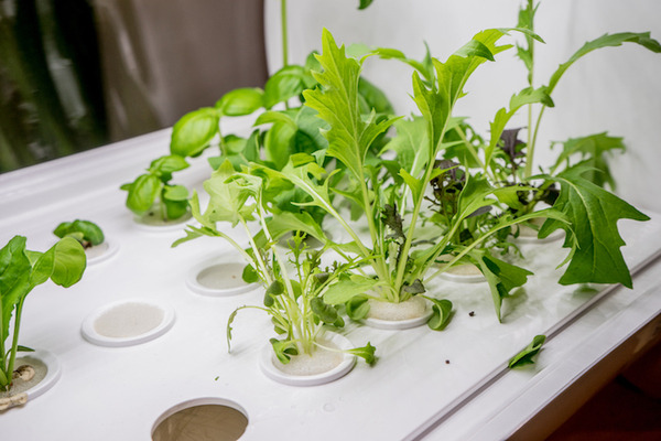 IoTでスマート菜園！ 「foop」で野菜育ててみた vol.3