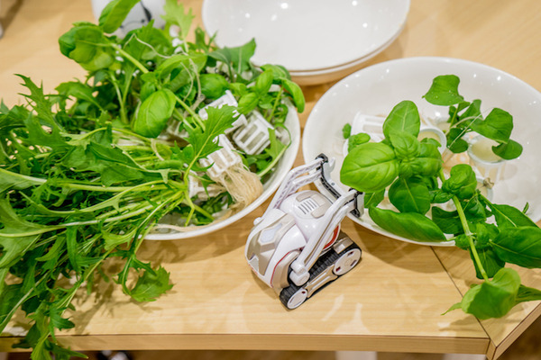 IoTでスマート菜園！ 「foop」で野菜育ててみた vol.3