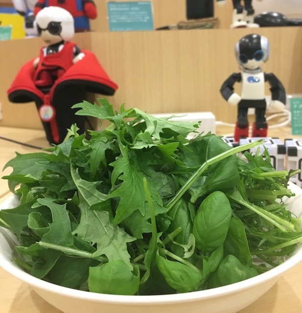 IoTでスマート菜園！ 「foop」で野菜育ててみた vol.3