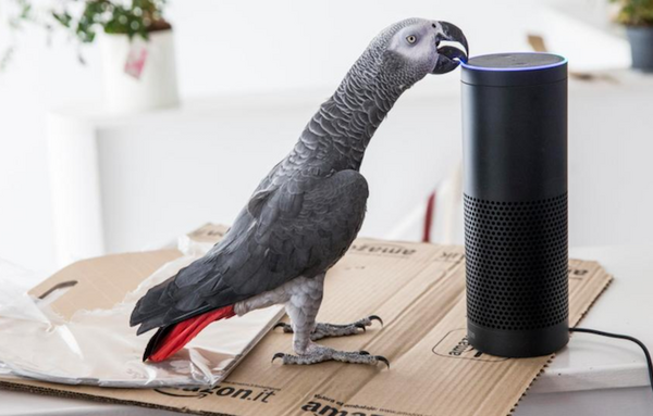 人間以外が「Amazon Alexa」を操作する事案が発生中！スマートスピーカーやロボットにはやっぱり声認証が必須か