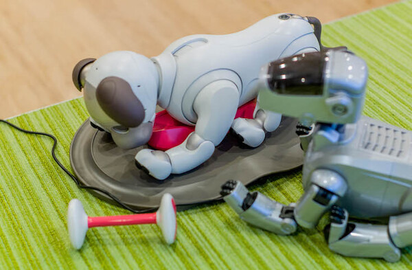 【超速報】話題の犬型ロボット「aibo」開封の儀！