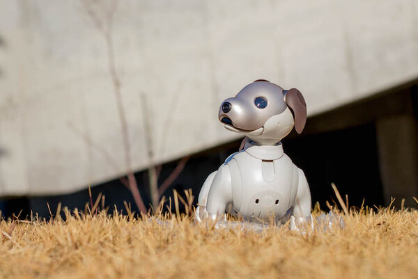 【レビュー】SONYの犬型ロボット「aibo（アイボ）」と散歩行ってきた！