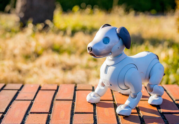 【レビュー】SONYの犬型ロボット「aibo（アイボ）」と散歩行ってきた！