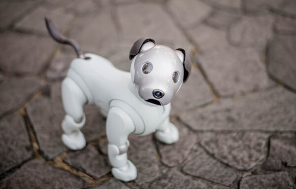【レビュー】SONYの犬型ロボット「aibo（アイボ）」と散歩行ってきた！