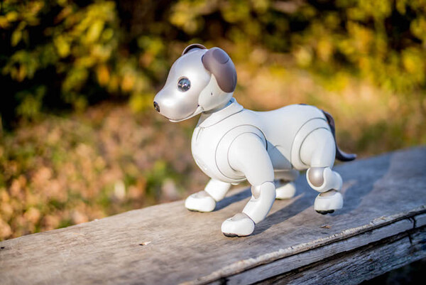 【レビュー】SONYの犬型ロボット「aibo（アイボ）」と散歩行ってきた！