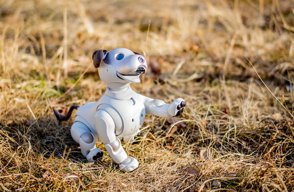 【レビュー】SONYの犬型ロボット「aibo（アイボ）」と散歩行ってきた！