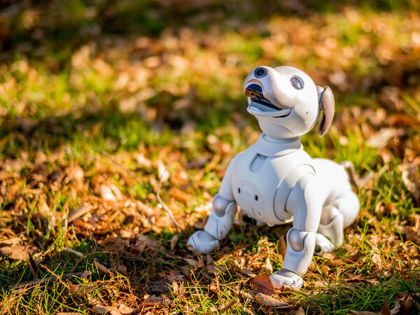 【レビュー】SONYの犬型ロボット「aibo（アイボ）」と散歩行ってきた！