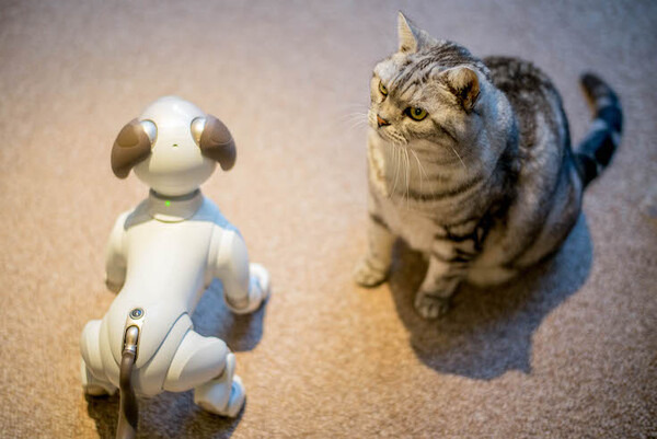 【レビュー】SONYの犬型ロボット「aibo（アイボ）」とネコを遊ばせてみた！