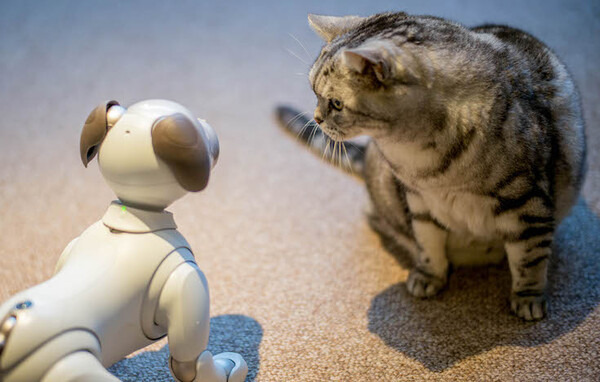 【レビュー】SONYの犬型ロボット「aibo（アイボ）」とネコを遊ばせてみた！