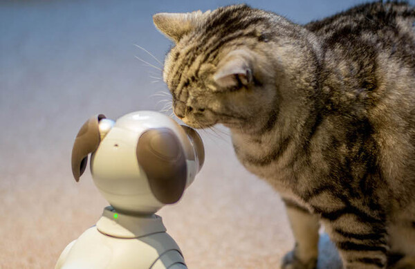 【レビュー】SONYの犬型ロボット「aibo（アイボ）」とネコを遊ばせてみた！
