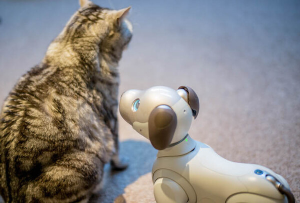 【レビュー】SONYの犬型ロボット「aibo（アイボ）」とネコを遊ばせてみた！