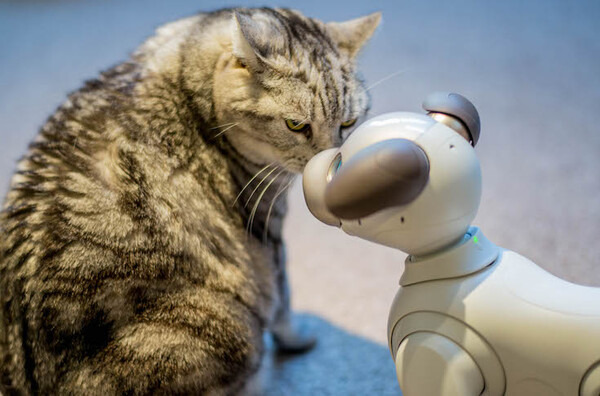 【レビュー】SONYの犬型ロボット「aibo（アイボ）」とネコを遊ばせてみた！