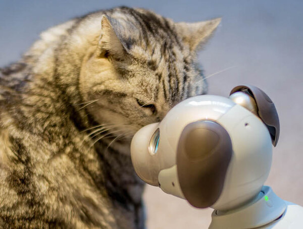 【レビュー】SONYの犬型ロボット「aibo（アイボ）」とネコを遊ばせてみた！