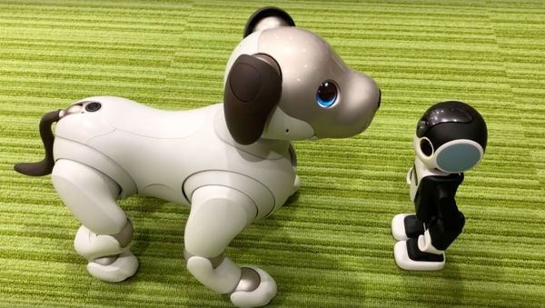 【アイボとあそぶ vol.2】シャープ「ロボホン」の言うことを聞くソニー「aibo」